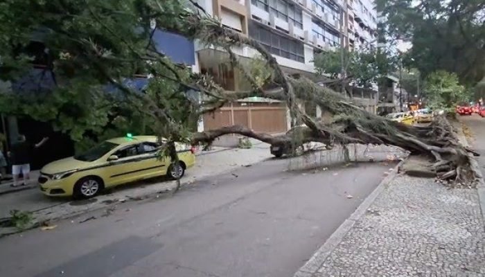 arvorecainafontedasaudade arvorecainafontedasaudade